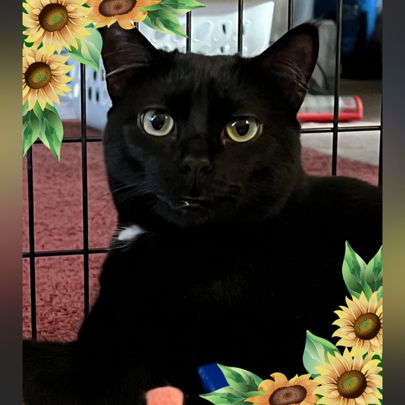 Meet the Posher Other - Meet your Poshers, Jennifer & Porsche 🐈‍⬛